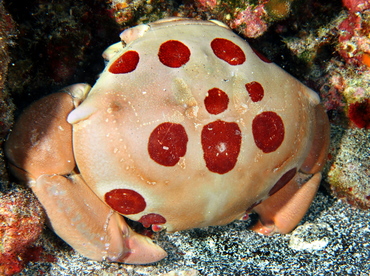 Spotted Reef Crab - Carpilius maculatus - Big Island, Hawaii