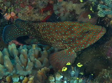 Bluespotted Grouper - Cephalopholis cyanostigma - Anilao, Philippines