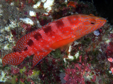 Six-Banded Grouper - Cephalopholis sexmaculata - Palau