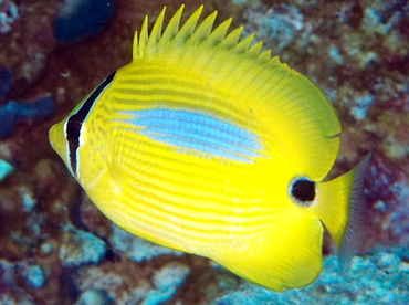 Blue-Spot Butterflyfish - Chaetodon plebeius - Fiji