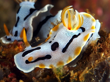 Diana's Chromodoris - Chromodoris dianae - Anilao, Philippines