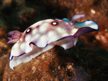Bus Stop Chromodoris - Goniobranchus hintuanensis - Bali, Indonesia