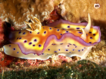 Kunie's Chromodoris - Goniobranchus kuniei - Wakatobi, Indonesia