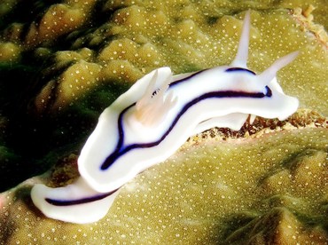 Loch's Chromodoris - Chromodoris lochi - Yap, Micronesia