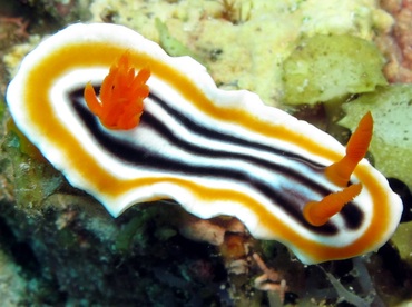 Magnificent Chromodoris - Chromodoris magnifica - Dumaguete, Philippines