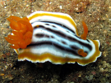Magnificent Chromodoris - Chromodoris magnifica - Lembeh Strait, Indonesia