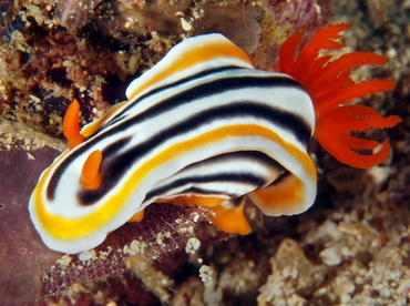 Magnificent Chromodoris - Chromodoris magnifica - Anilao, Philippines