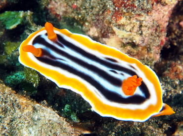 Magnificent Chromodoris - Chromodoris magnifica - Bali, Indonesia