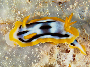 Streaked Chromodoris - Chromodoris strigata - Wakatobi, Indonesia
