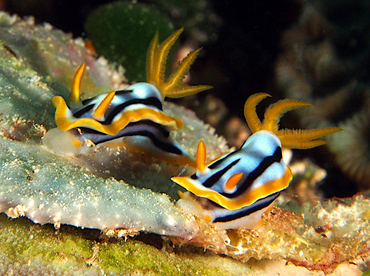 Streaked Chromodoris - Chromodoris strigata - Wakatobi, Indonesia