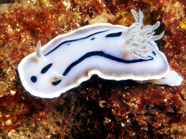 Willan's Chromodoris - Chromodoris willani - Lembeh Strait, Indonesia