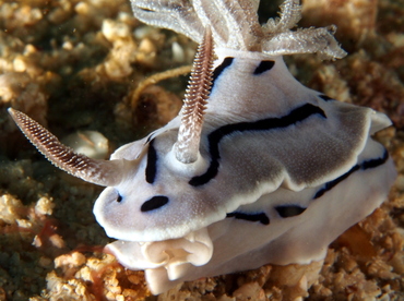 Willan's Chromodoris - Chromodoris willani - Anilao, Philippines