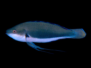 Dotted Fairy Wrasse - Cirrhilabrus punctatus - Great Barrier Reef, Australia