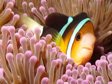 Clark's Anemonefish - Amphiprion clarkii - Palau