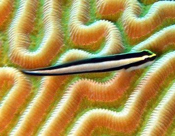 Cleaning Goby - Elacatinus genie - Nassau, Bahamas