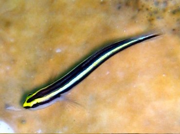 Cleaning Goby - Elacatinus genie - Nassau, Bahamas