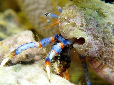 Blue-Legged Hermit Crab - Clibanarius tricolor - Cozumel, Mexico