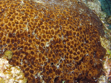 Cliona tenuis - Cliona tenuis - Grand Cayman