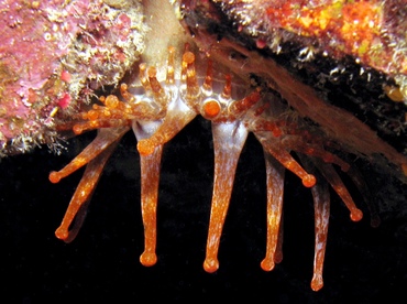 Club-Tipped Anemone - Telmatactis americana - St Thomas, USVI