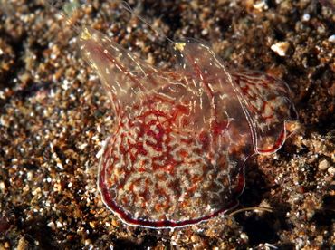 Coeloplana meteoris - Coeloplana meteoris - Anilao, Philippines