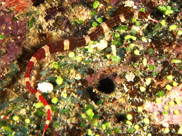Brown-banded Pipefish - Corythoichthys amplexus - Fiji