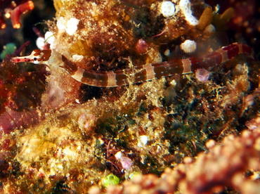 Brown-banded Pipefish - Corythoichthys amplexus - Fiji