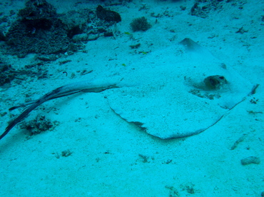 Cowtail Stingray - Pastinachus sephen - Palau
