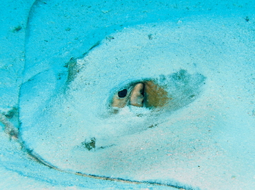 Cowtail Stingray - Pastinachus sephen - Palau