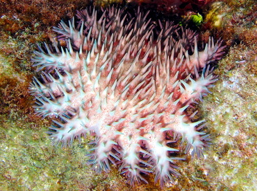 Crown-Of-Thorns - Acanthaster planci - Lanai, Hawaii
