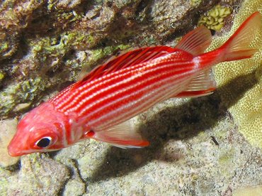 Crown Squirrelfish - Sargocentron diadema - Big Island, Hawaii