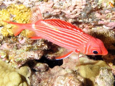 Crown Squirrelfish - Sargocentron diadema - Big Island, Hawaii