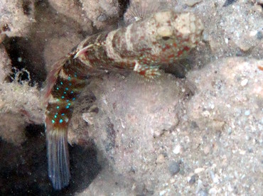 Blue-speckled Shrimpgoby - Cryptocentrus caeruleopunctatus - Palau