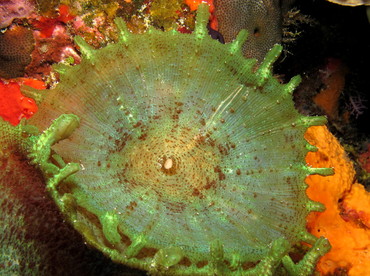 Cup Corallimorph -  - Cozumel, Mexico