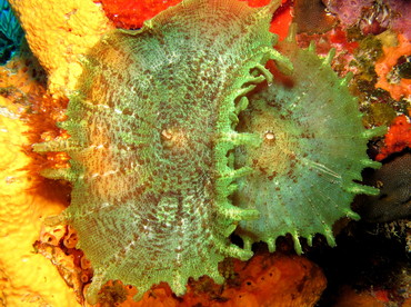 Cup Corallimorph -  - Cozumel, Mexico