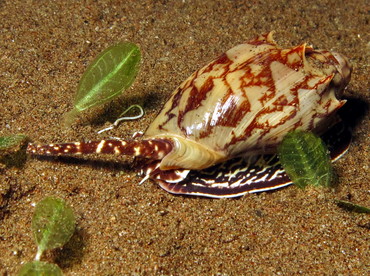 Bat Volute - Cymbiola vespertilio - Dumaguete, Philippines