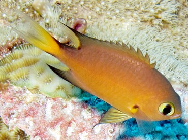 Darkfin Chromis - Chromis atripes - Yap, Micronesia