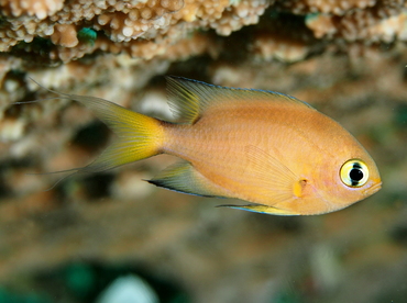 Darkfin Chromis - Chromis atripes - Palau