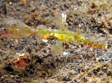 Delicate Ghost Pipefish - Solenostomus leptosoma - Lembeh Strait, Indonesia