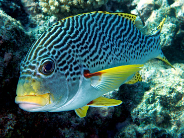 Diagonal-Banded Sweetlips - Plectorhinchus lineatus - Great Barrier Reef, Australia