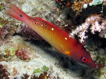 Diana's Hogfish - Bodianus diana - Palau
