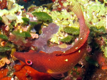 Diana's Hogfish - Bodianus diana - Palau