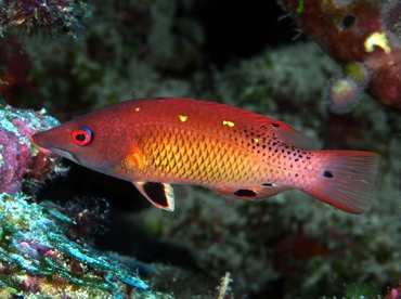 Diana's Hogfish - Bodianus diana - Palau