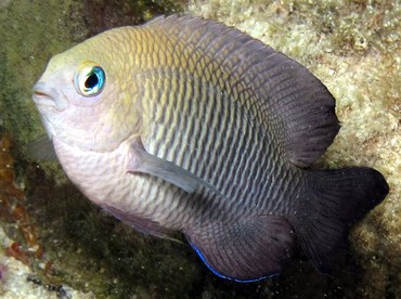 Dusky Damselfish - Stegastes adustus - Cozumel, Mexico