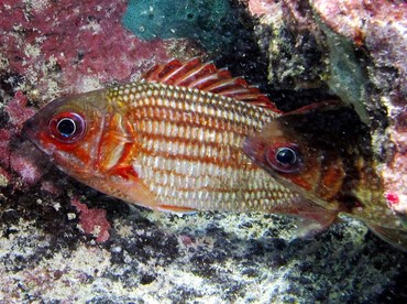 Dusky squirrelfish - Sargocentron vexillarium - Grand Cayman