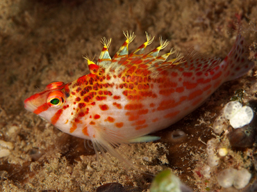 Dwarf hawkfish - Cirrhitichthys falco - Wakatobi, Indonesia