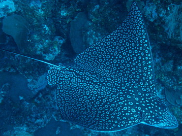 Spotted Eagle Ray - Aetobatus narinari - Belize