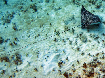 Spotted Eagle Ray - Aetobatus narinari - Grand Cayman