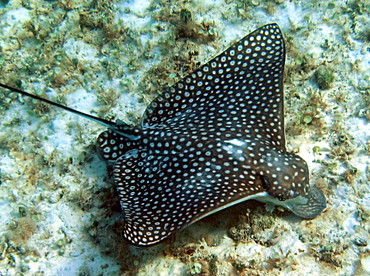 Spotted Eagle Ray - Aetobatus narinari - Grand Cayman