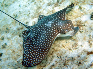 Spotted Eagle Ray - Aetobatus narinari - Grand Cayman