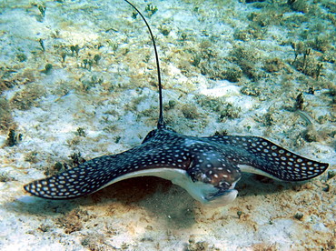 Spotted Eagle Ray - Aetobatus narinari - Grand Cayman